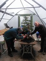 Repotting the first Hinoki April 2018 in our new tunnel.